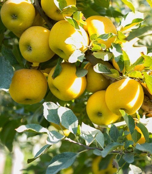 Mollë — Babrru Farm — 3/3